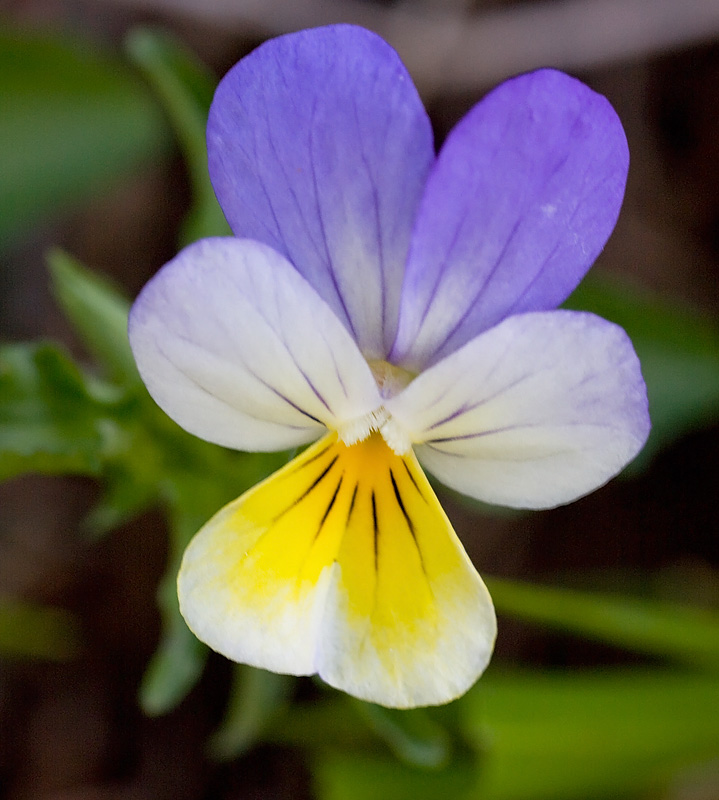 viola del pensiero