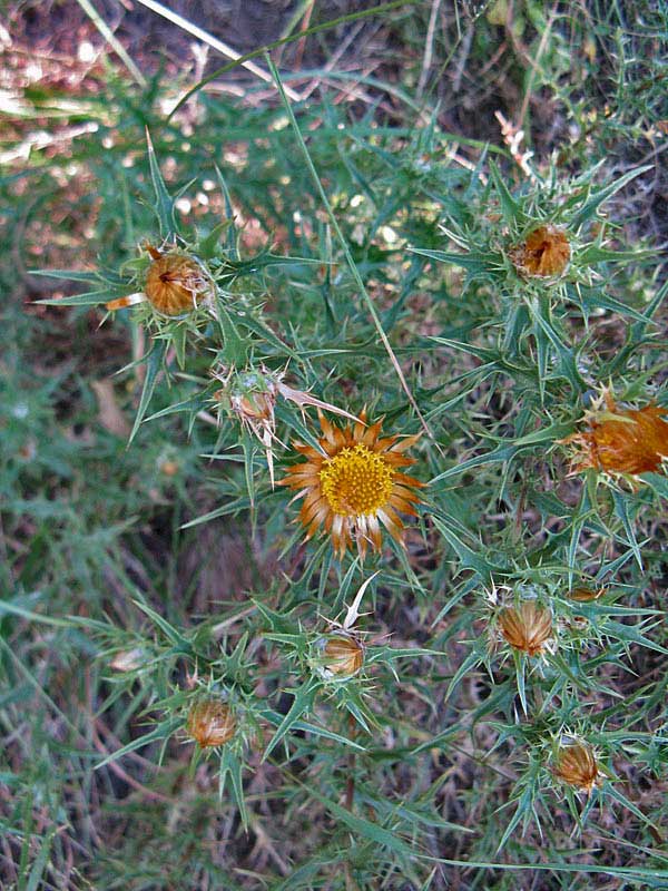 Carlina corymbosa