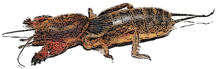 Grillotalpa