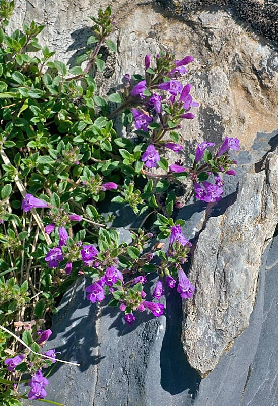 Acino alpino (Acinos alpinus)