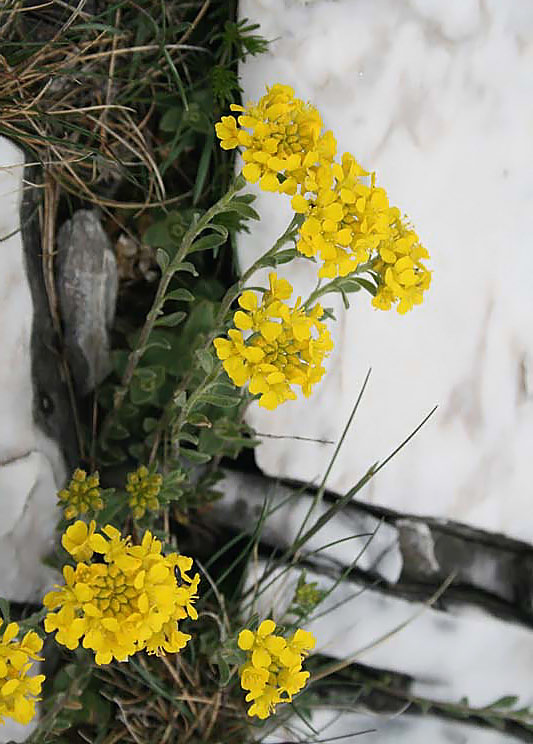 Alyssum montanum (Alisso montano)