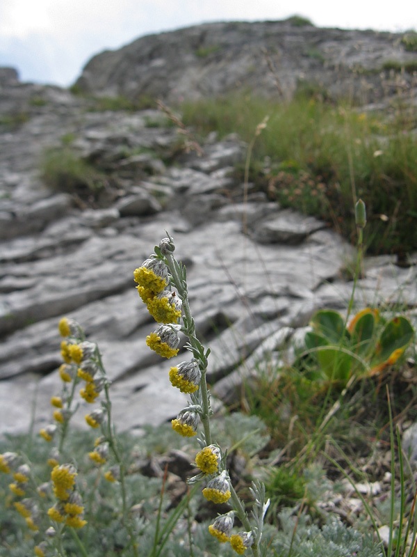 Assenzio lucido (Artemisia nitida Bertolonii)