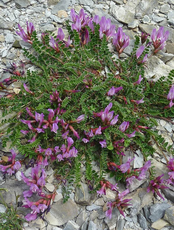 Astragalo di Montpellier (Astragalus monspessulanus)