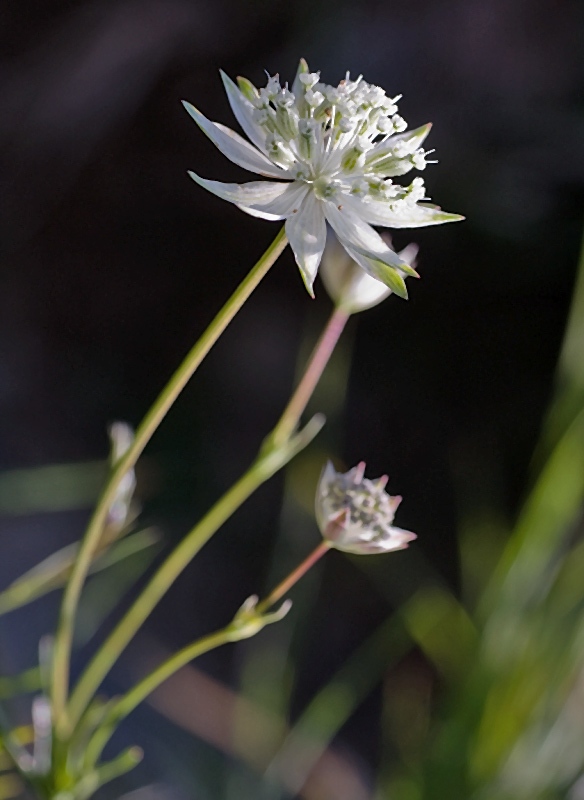 Astrantia pauciflora