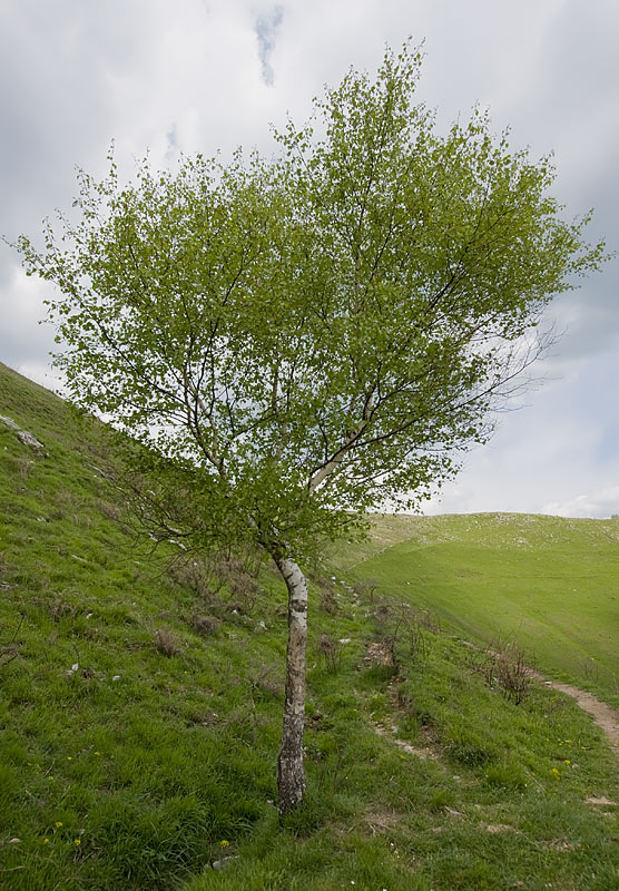 Betula pendula (Betulla)