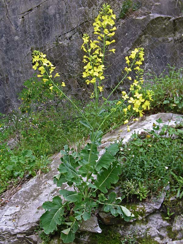 Brassica montana