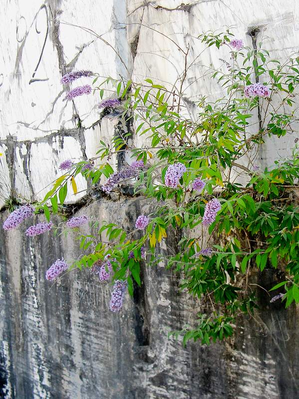 Buddleja davidii (Albero delle farfalle)