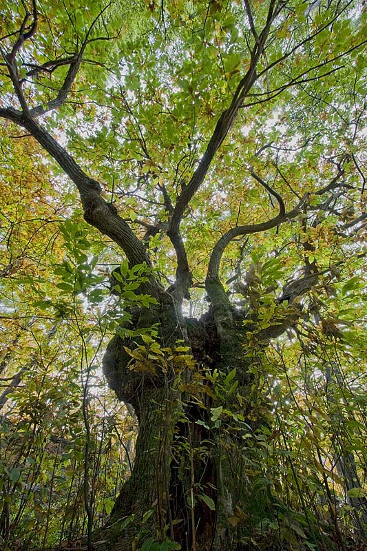 Castanea sativa (Castagno)