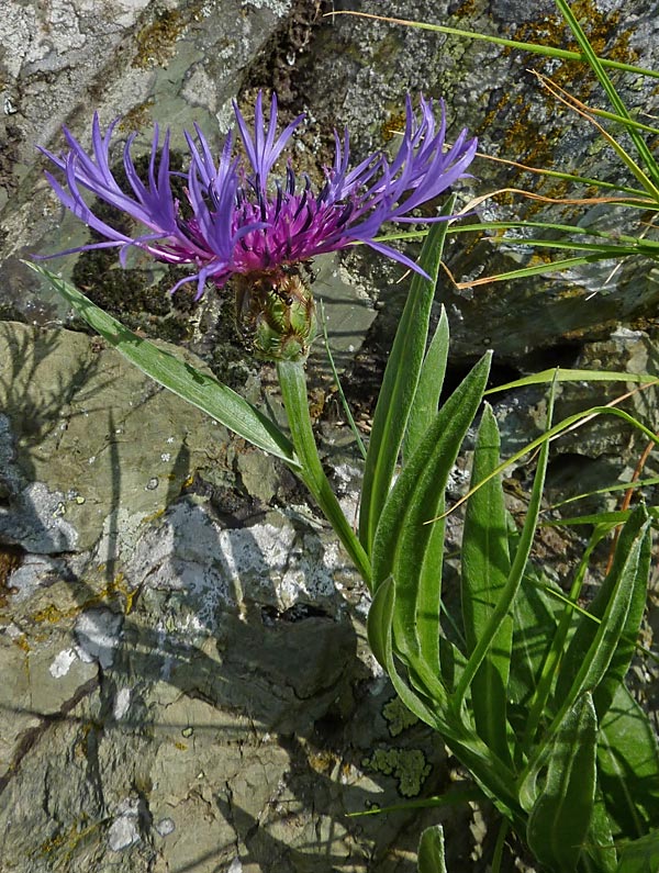 Centaurea triumfettii (Fiordaliso di Trionfetti)