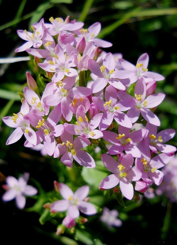 Centaurium erythraea (Centaurea minore)