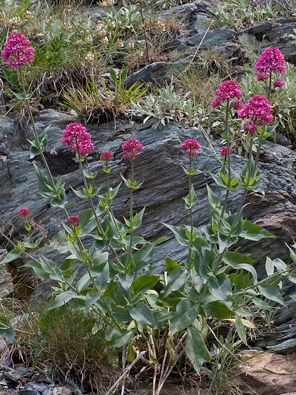 Valeriana rossa (Centranthus ruber)