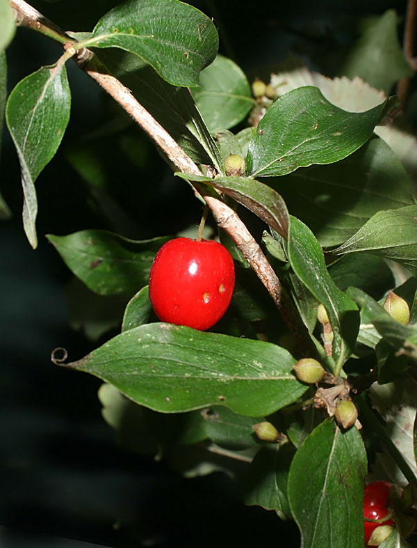 Cornus mas (Corniolo)