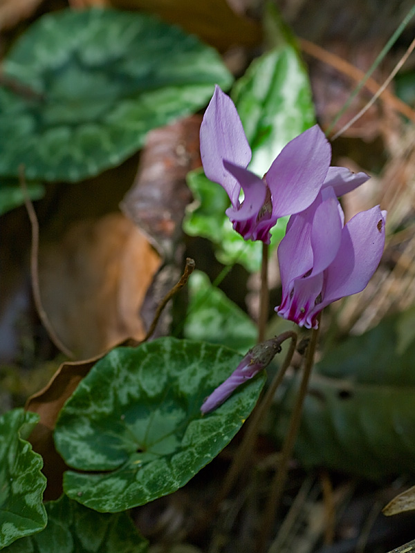 Cyclamen hederifolium (Ciclamino)