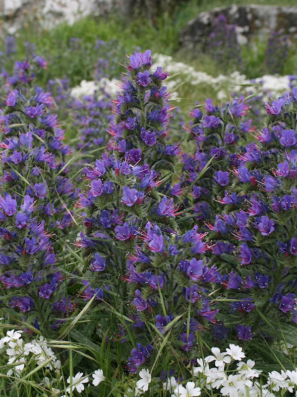 Echium vulgare (Erba viperina)