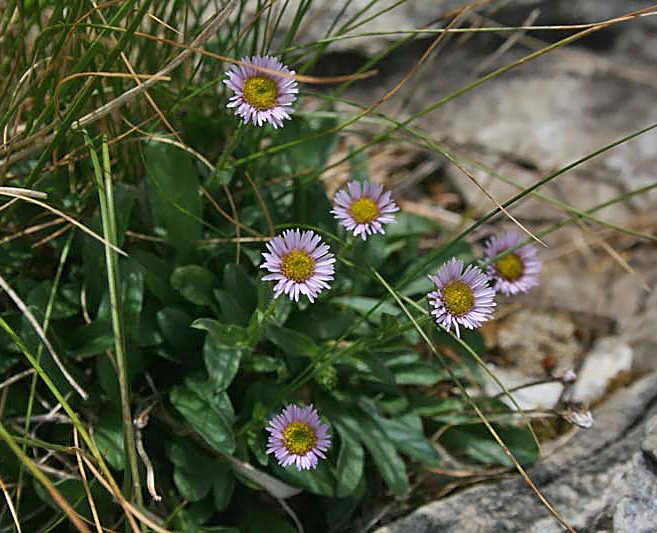 Cespica alpina (Erigeron alpinus)