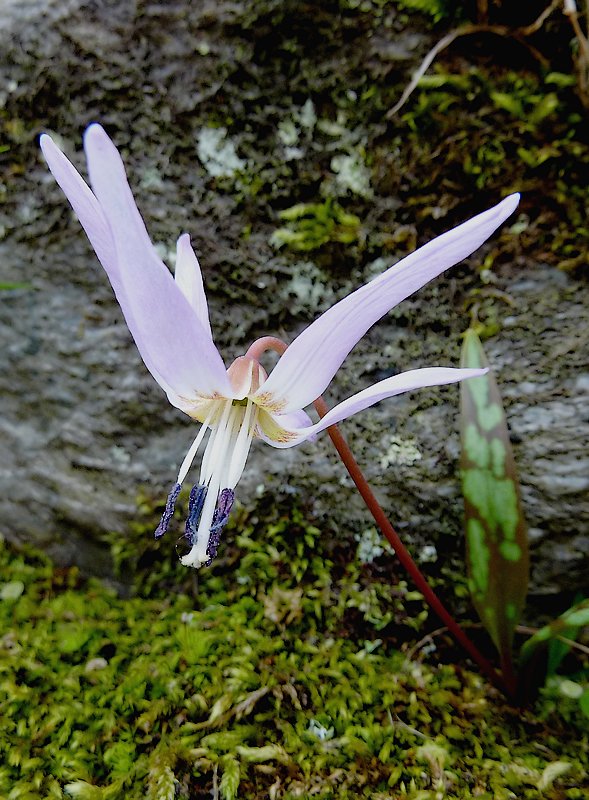 Erythronium dens-canis