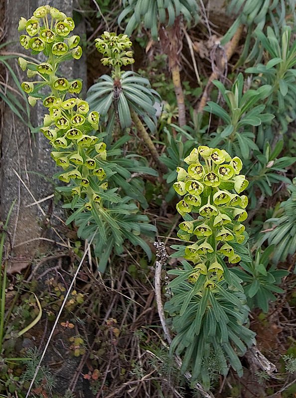 Euphorbia characias (Euforbia cespugliosa)