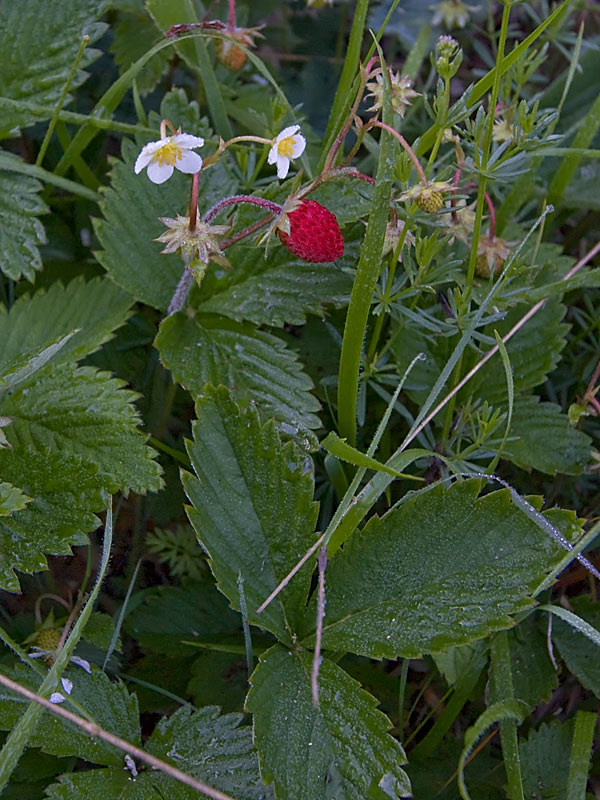 Fragaria vesca (Fragola)