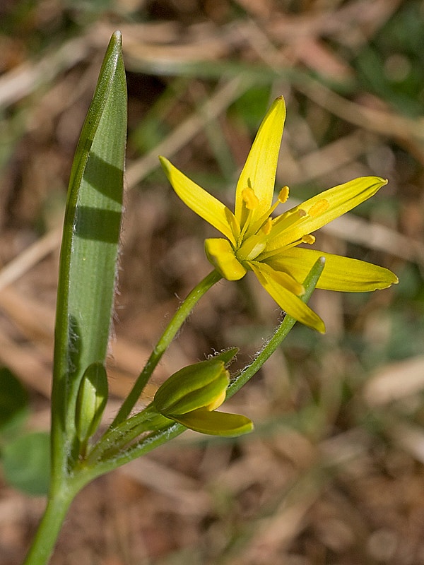 Gagea lutea (Cipollaccio stellato)