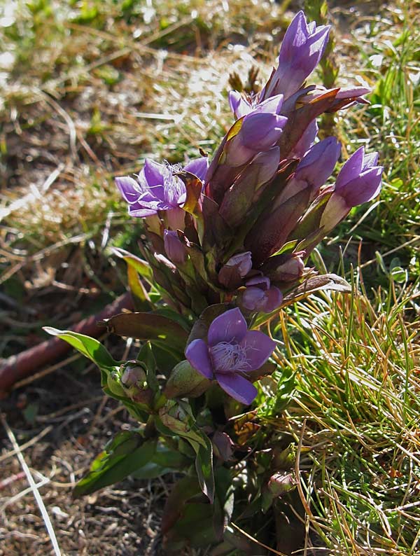 Gentianella campestris