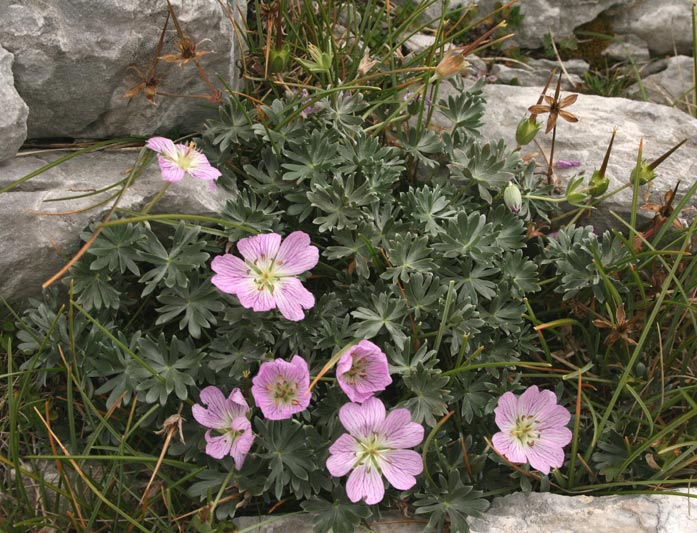 Geranium argenteum