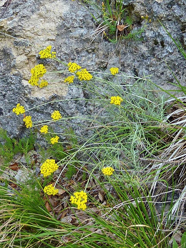 Helichrysum italicum (Elicriso)