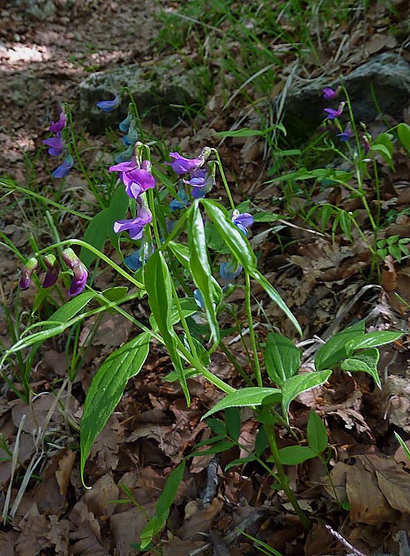 lathyrus vernus (Cicerchia primaticcia)