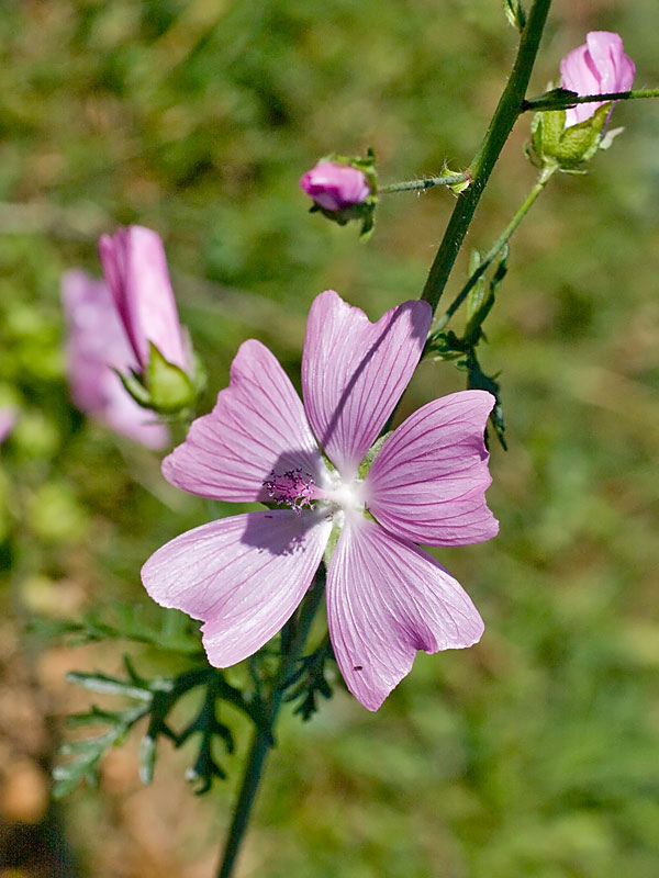 Malva moschata