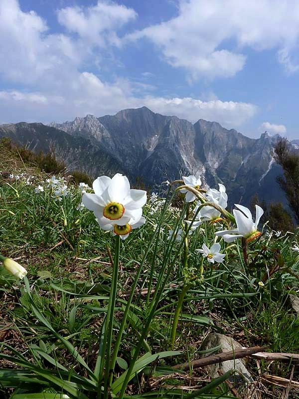 Narcissus Poeticus, sullo sfondo il Monte Altissimo