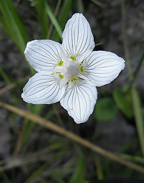 Parnassia (Parnassia palustris)