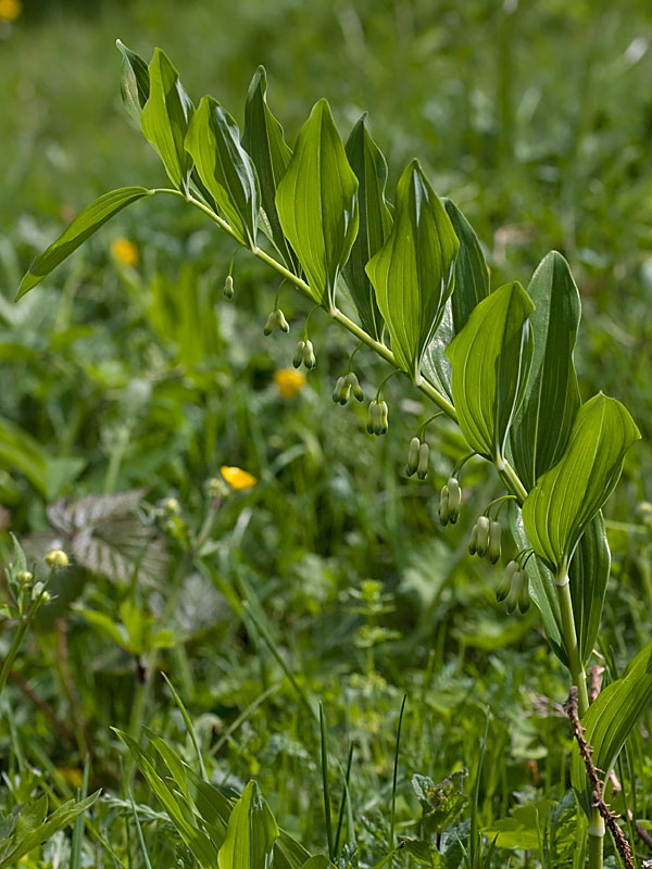 Polygonatum multiflorum