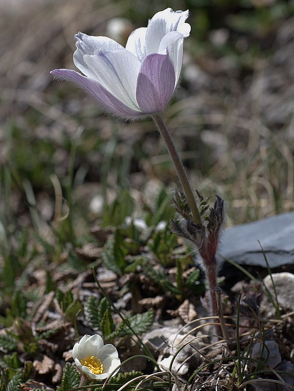 Pulsatilla alpina