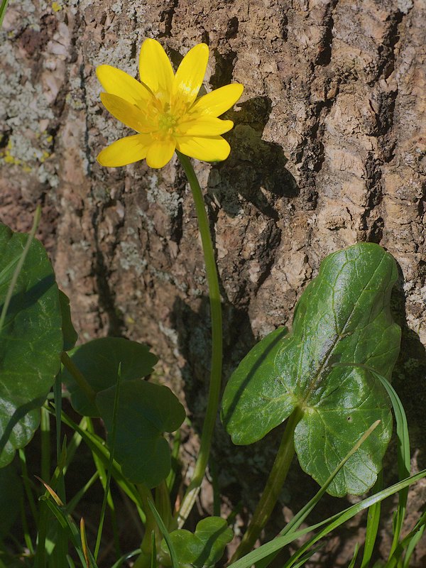 Ranunculus ficaria (Ranuncolo favagello)