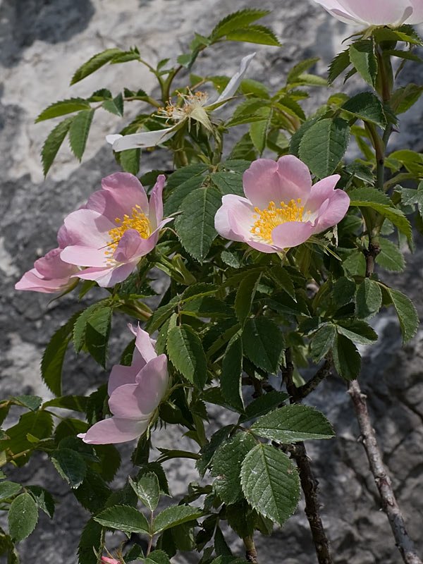 Rosa canina