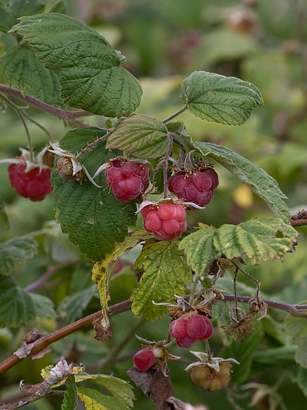Rubus idaeus (Lampone)