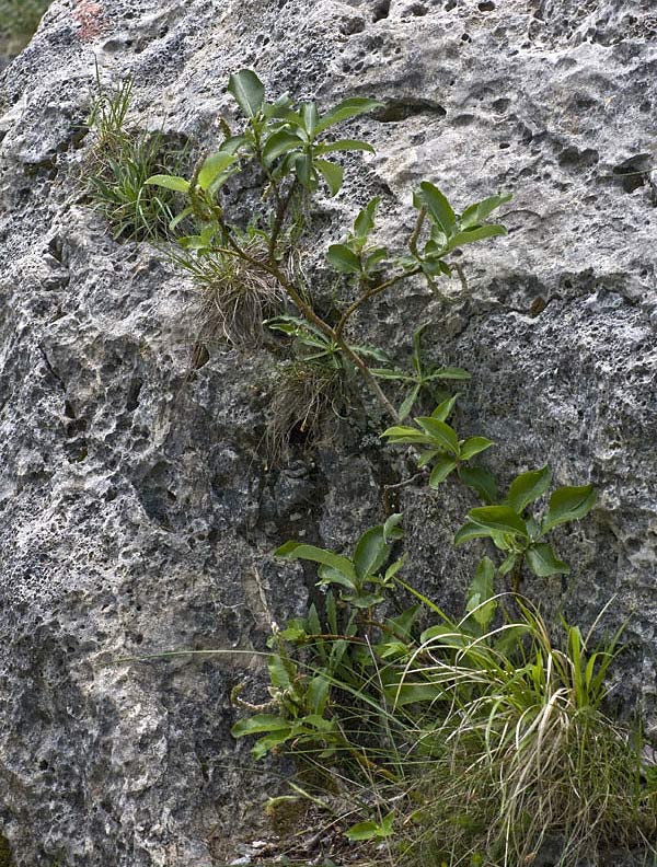 Salice delle Apuane (Salix crataegifolia)