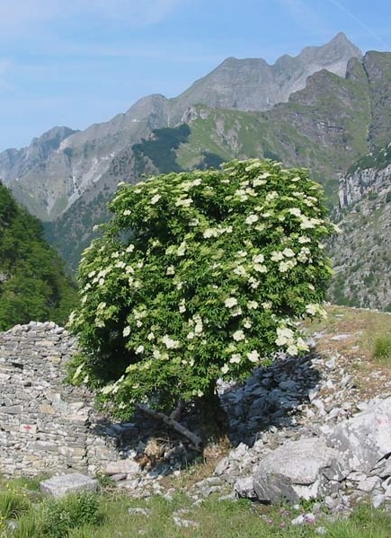 Sambucus nigra (Sambuco nero)