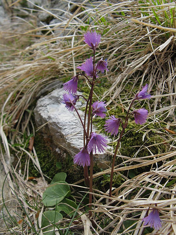 Soldanella (Soldanella alpina)