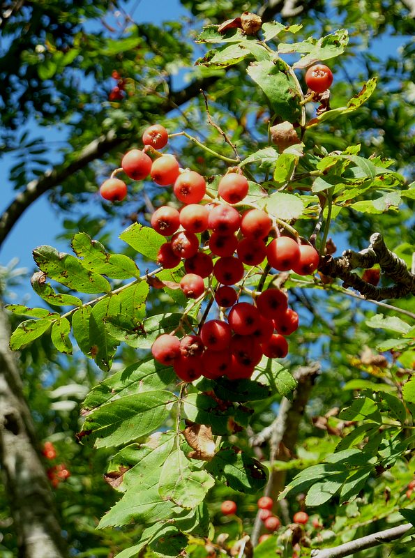 Sorbus aucuparia (Sorbo degli uccellatori)