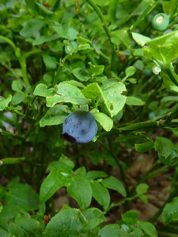 Vaccinium myrtillus (Mirtillo)