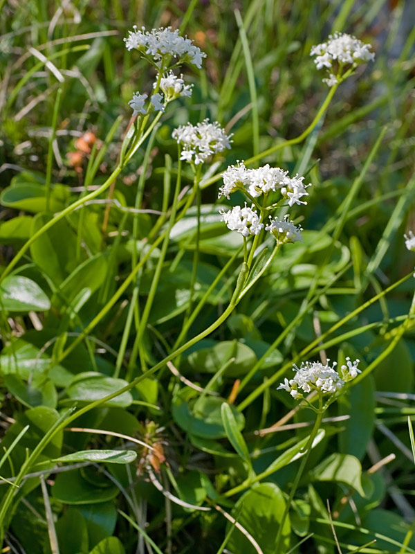 Valeriana saxatilis (Valeriana delel rupi)