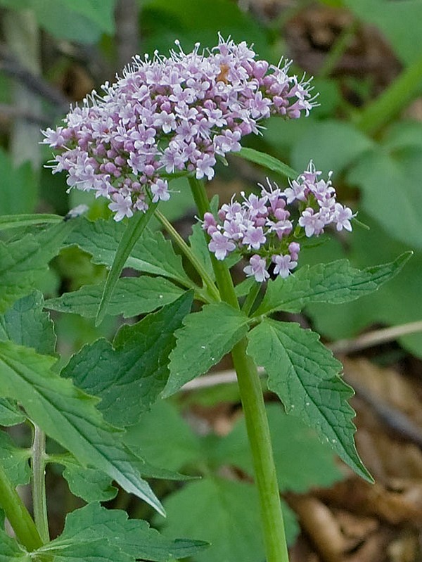 Valeriana tripteris (Valeriana trifogliata)