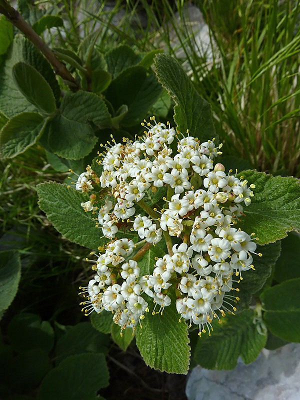 Viburno lantana (Viburnum lantana)
