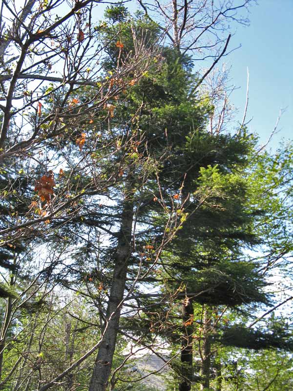 Abies alba (Abete bianco)