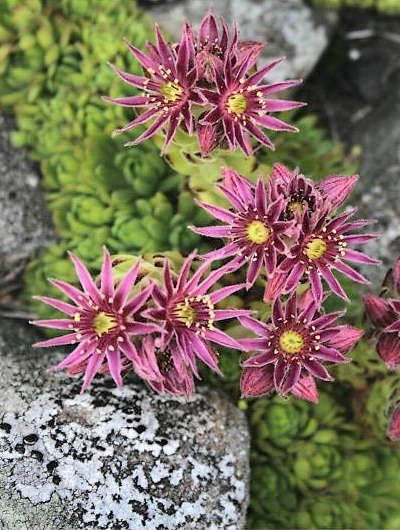 Sempervivum montanum