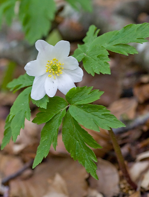 Anemonoides nemorosa (Anemone bianca)
