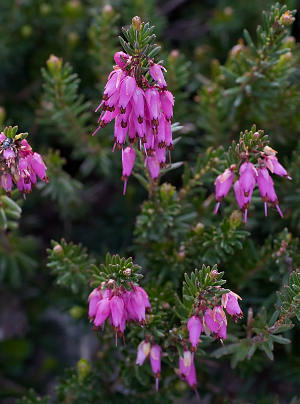 Erica carnea (Erica carnicina)