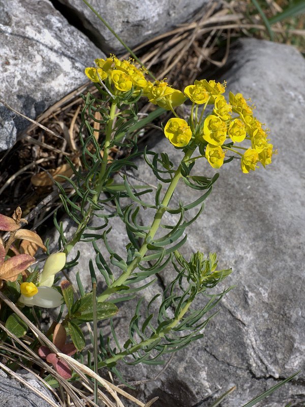 Euphorbia cyparissias (Euforbia cipressina)