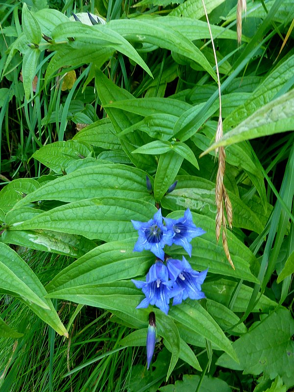 Gentiana asclepiadea