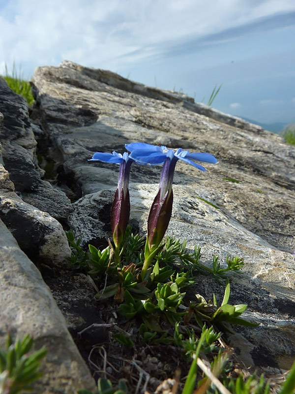 Genziana primaticcia (Gentiana verna)